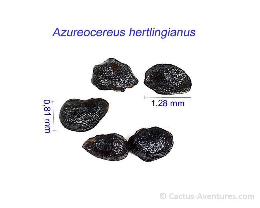Azureocereus hertlingianus BK